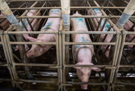 Campofrío y El Pozo, en jaque por los aranceles chinos al cerdo en plena expansión por Asia