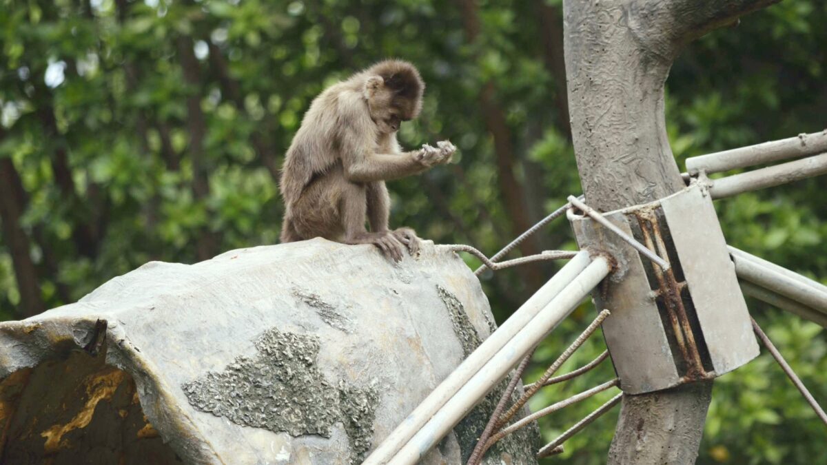 Monos con martillos