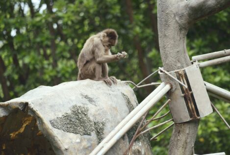 Monos con martillos