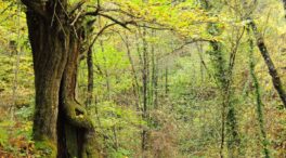 Asociaciones forestales critican el sistema de compensación de carbono que utiliza Foresga