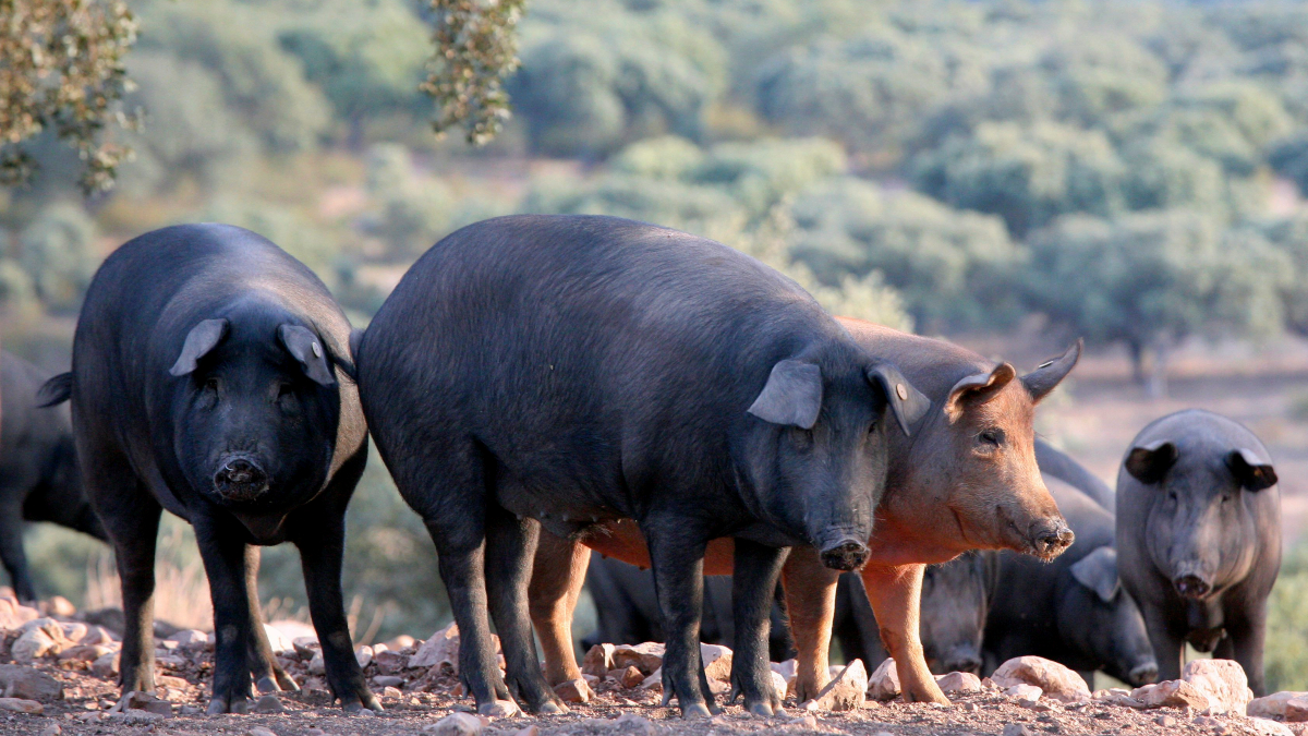 Свиньи в африке. Африканская свинья. Черная Африканская свинья. Свинья породы Иберико.