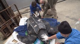 Rescatan en Murcia una tortuga laúd de más de 200 kilos