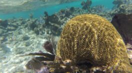 Los corales del Caribe llevan más de un siglo calentándose
