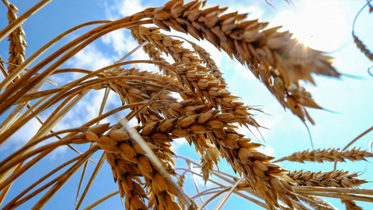 El PSOE dice que el cereal «está garantizado» y pide tranquilidad a los ganaderos por la guerra en Ucrania