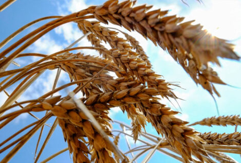 El PSOE dice que el cereal «está garantizado" y pide tranquilidad a los ganaderos por la guerra en Ucrania