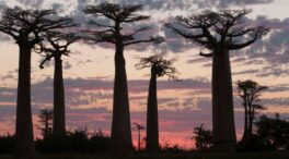 Descubriendo las maravillas forestales de África y las amenazas a las que se enfrentan