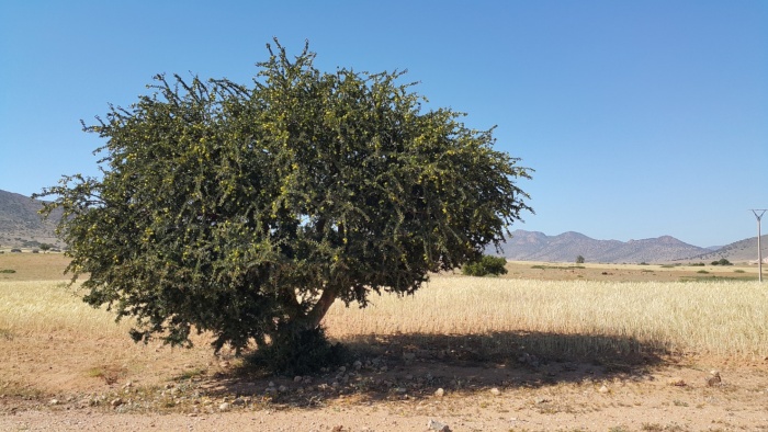 Árbol de Argán en Marruecos