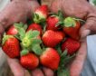 Un grupo de supermercados danés deja de comprar fresas de Huelva por no respetar los derechos de las temporeras