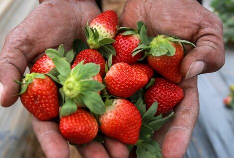 Un grupo de supermercados danés deja de comprar fresas de Huelva por no respetar los derechos de las temporeras
