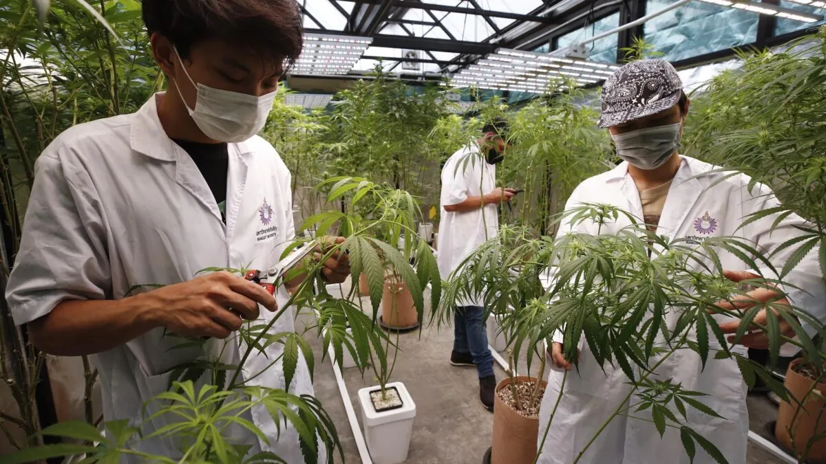 Tailandia apuesta por el negocio de la marihuana y despenaliza el cannabis recreativo