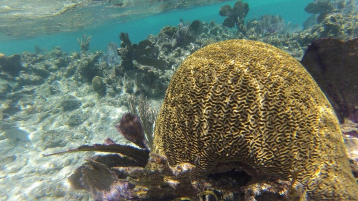 Los corales del Caribe llevan más de un siglo calentándose
