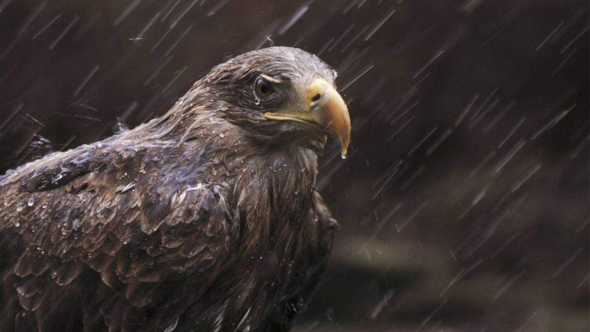Las aves rapaces de Europa, en declive por envenenarse con la munición de plomo