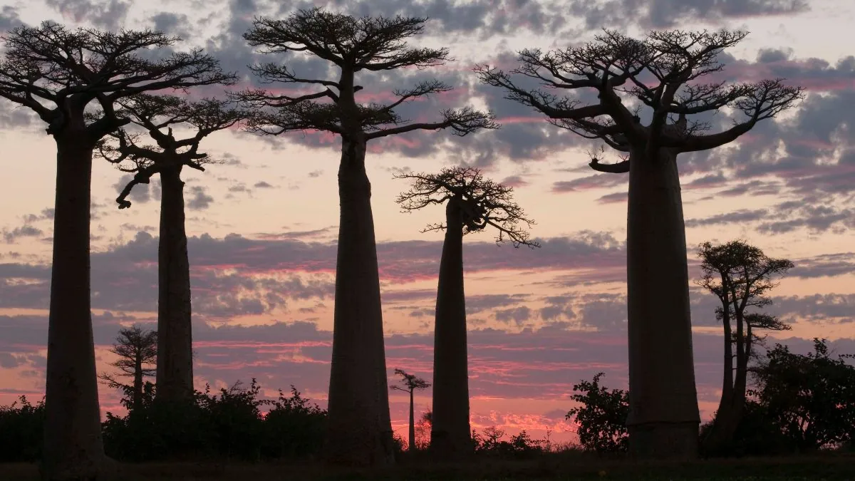 Descubriendo las maravillas forestales de África y las amenazas a las que se enfrentan