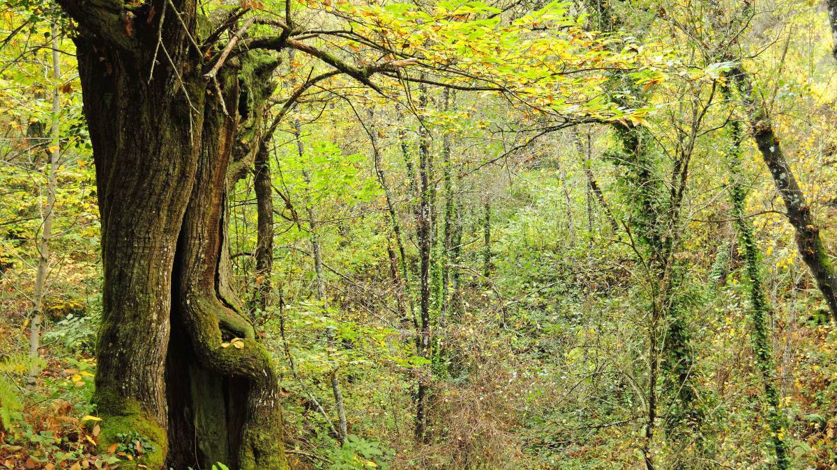 Asociaciones forestales critican el sistema de compensación de carbono que utiliza Foresga