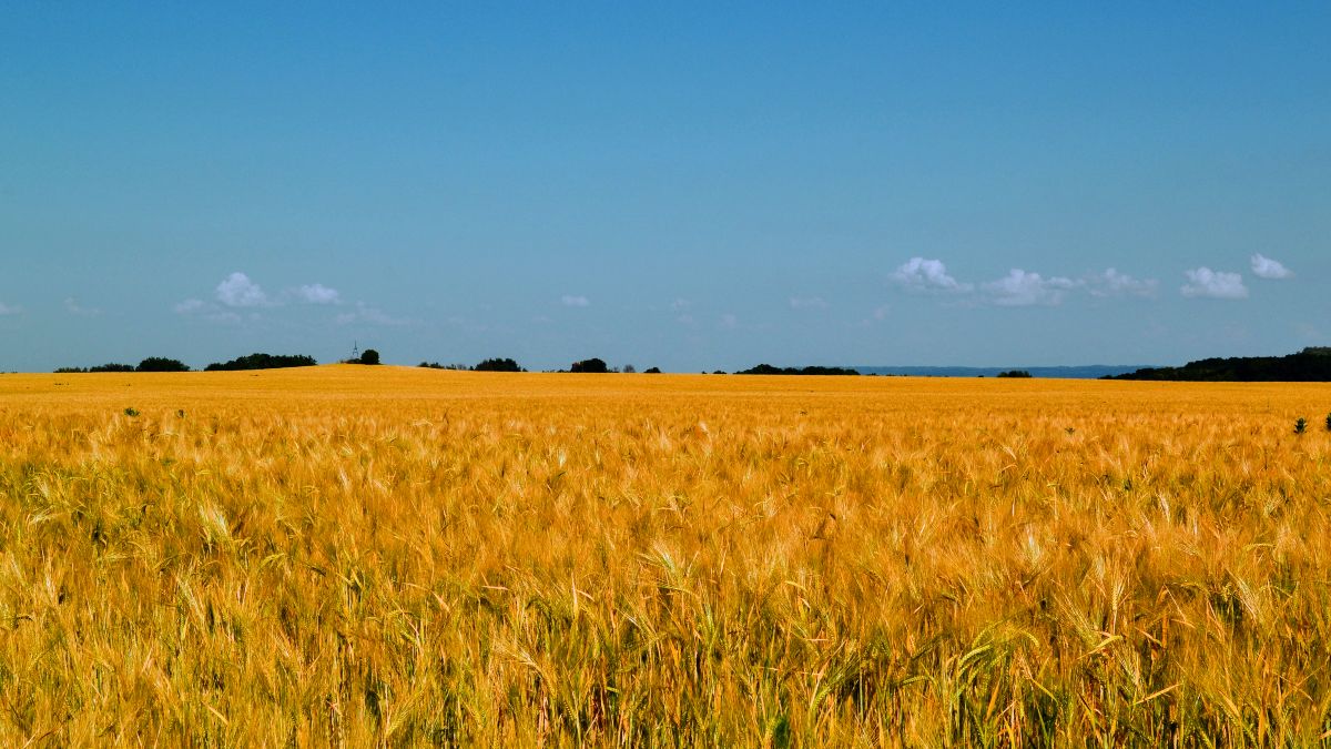 La guerra de Ucrania puede poner en jaque la seguridad alimentaria de muchos países