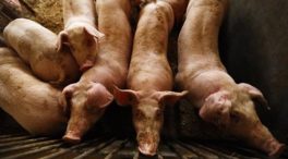 La industria cárnica pide rebaja de fiscalidad y reducción de los costes de energía ante la guerra de Ucrania