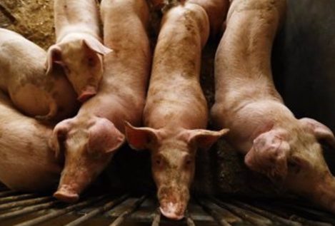 La industria cárnica pide rebaja de fiscalidad y reducción de los costes de energía ante la guerra de Ucrania