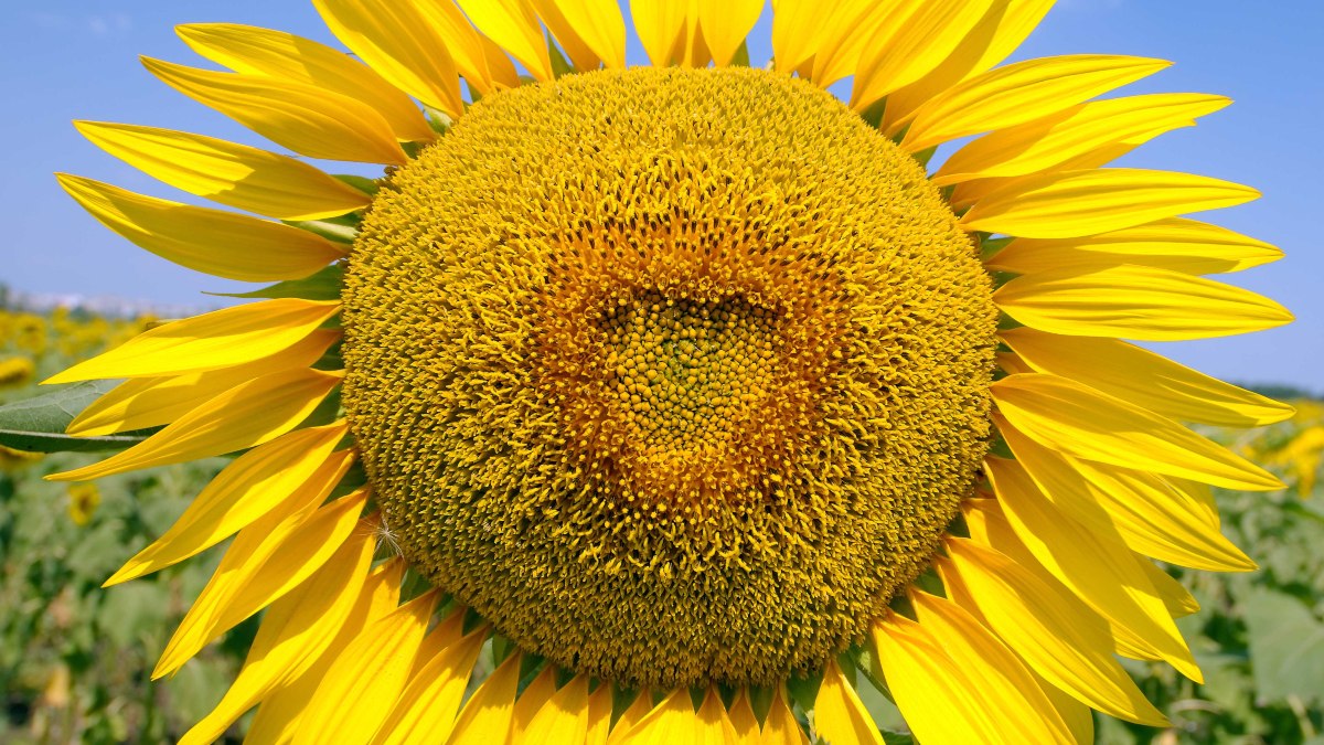 ¿Qué está pasando con el aceite de girasol?