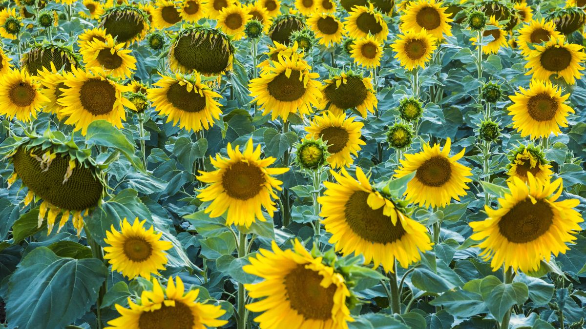 Aceite de girasol: los supermercados reconocen el impacto de la guerra de Ucrania en su venta