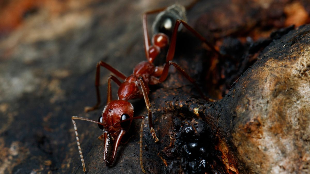Las hormigas toro han desarrollado una nueva técnica para provocar dolor persistente