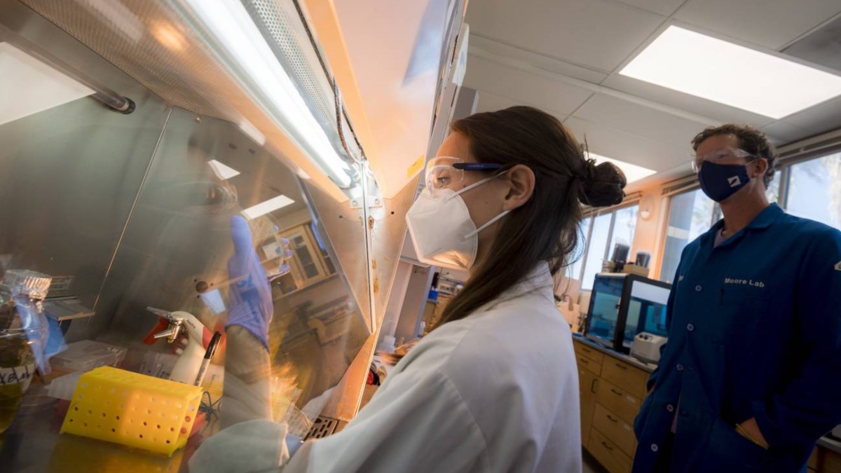 Descubren cómo una molécula marina se convierte en una potente arma contra el cáncer