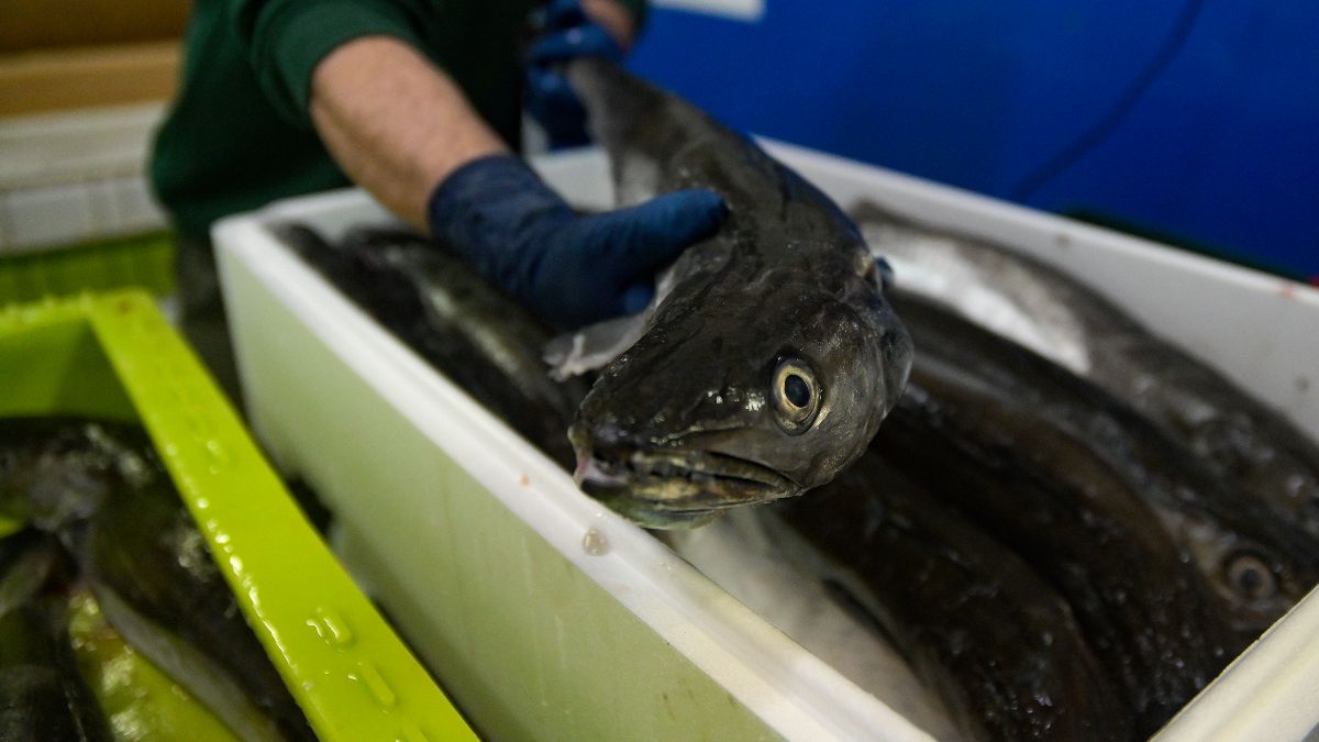Más problemas para el abastecimiento: los pescadores andaluces amarran su flota tres días