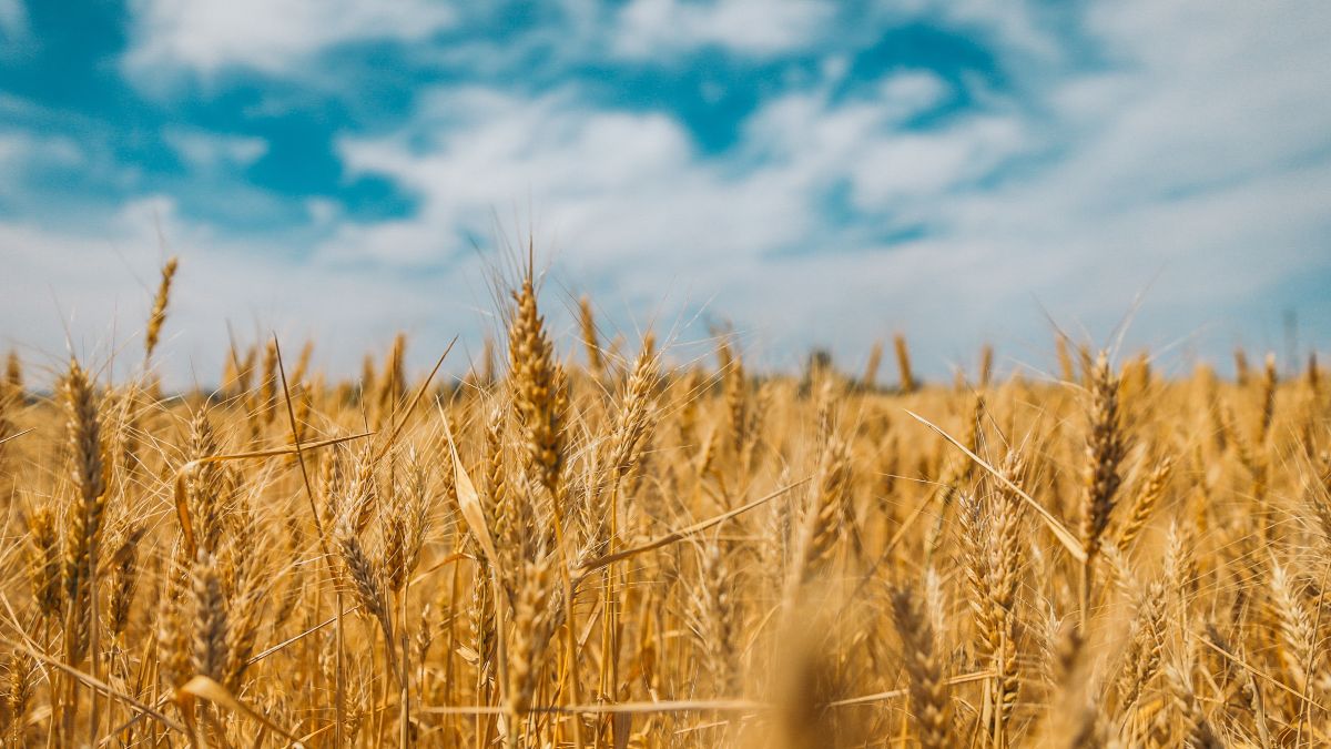 La guerra en Ucrania no pone en riesgo el abastecimiento de trigo en Europa