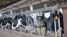 La huelga de transportes paraliza la industria láctea, ¿peligra el suministro de leche y queso?