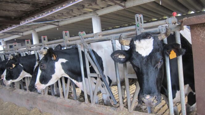 El Gobierno dará hasta 240 euros por vaca lechera y 15 euros por oveja