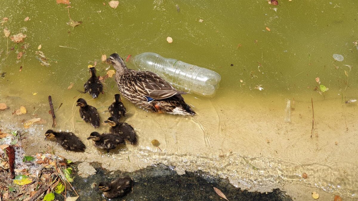 Detectado un nuevo caso de gripe aviar en Alcorcón (Madrid)