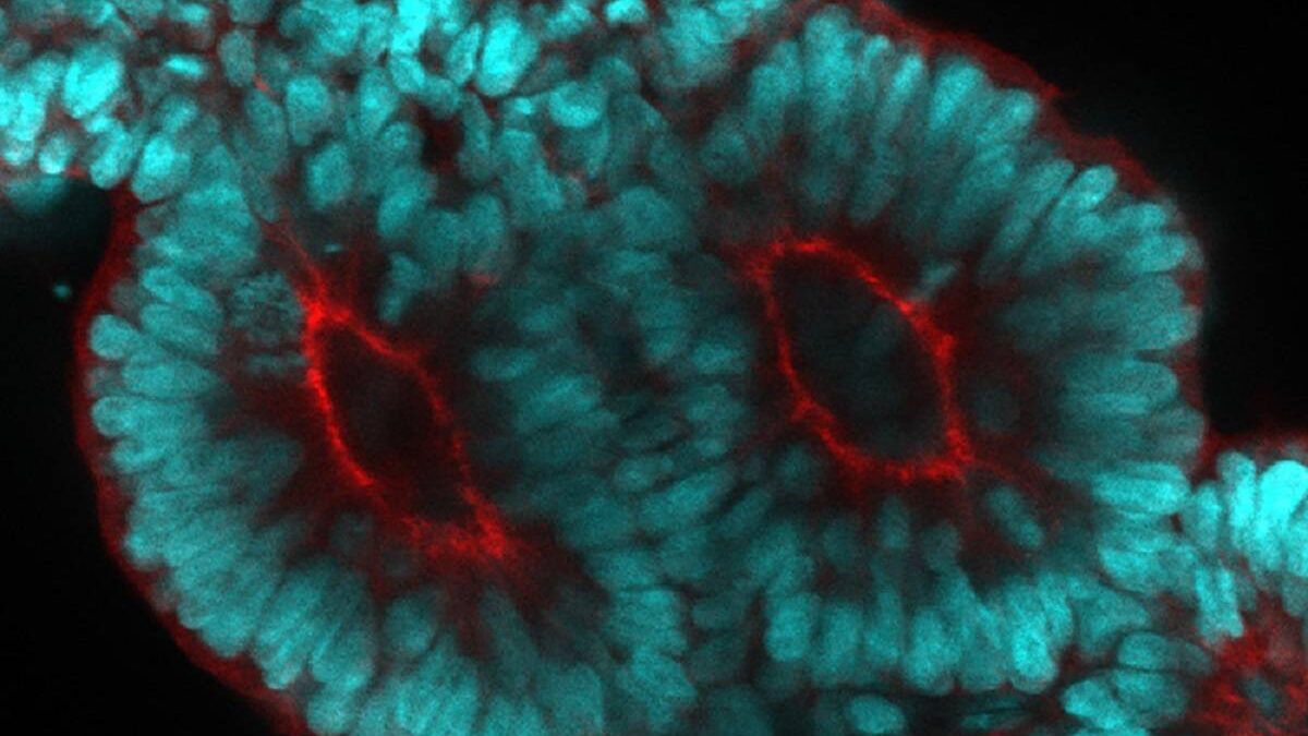 Un modelo 3D ‘in vitro’ revela cómo se origina la columna vertebral