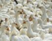 ¿Qué peligro supone la gripe aviar H3N8 detectada en China?