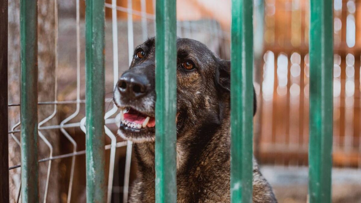 El análisis del pelo de los perros confirma que sufren estrés en los refugios