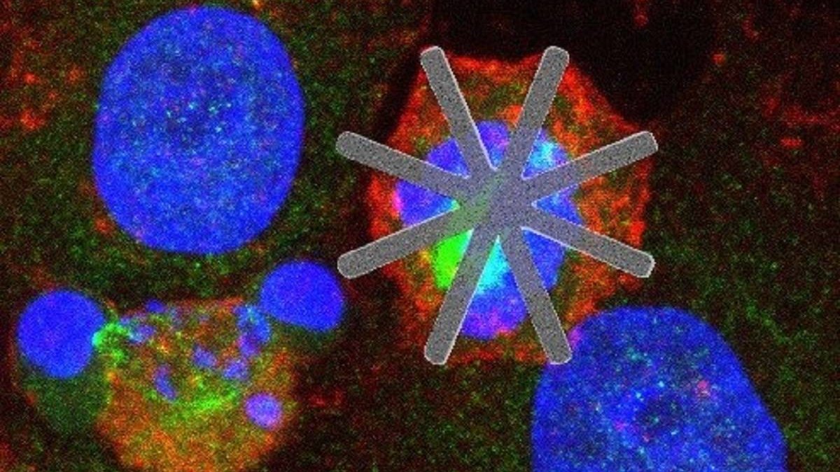 Un equipo del CSIC introduce chips dentro de células vivas como fármacos ‘mecánicos’