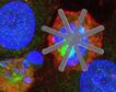 Un equipo del CSIC introduce chips dentro de células vivas como fármacos ‘mecánicos’