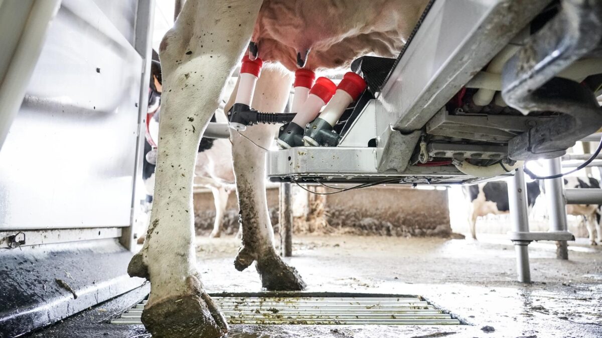 Bruselas aprueba el plan español de 169 millones en ayudas para los productores de leche