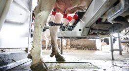 Bruselas aprueba el plan español de 169 millones en ayudas para los productores de leche