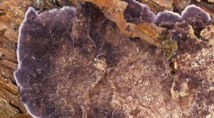 El hongo que tiene 17.000 sexos