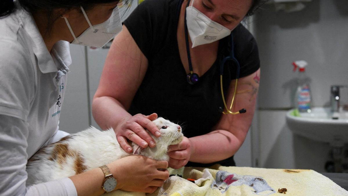 Las comunidades se desentienden de los controles a las mascotas ucranianas pese al riesgo de rabia