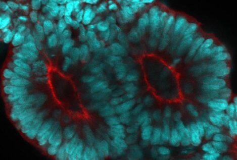 Un modelo 3D ‘in vitro’ revela cómo se origina la columna vertebral
