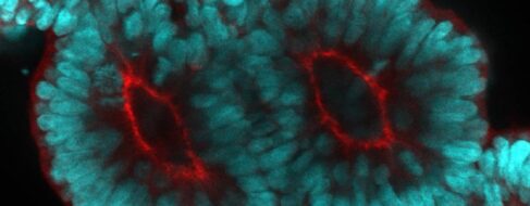 Un modelo 3D ‘in vitro’ revela cómo se origina la columna vertebral