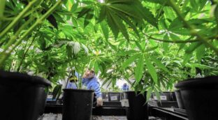 España dispara la producción de marihuana medicinal: necesita diez veces más que en 2021