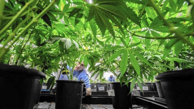 España dispara la producción de marihuana medicinal: necesita diez veces más que en 2021 