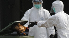 China registra el primer caso humano de gripe aviar H3N8 en un menor de cuatro años