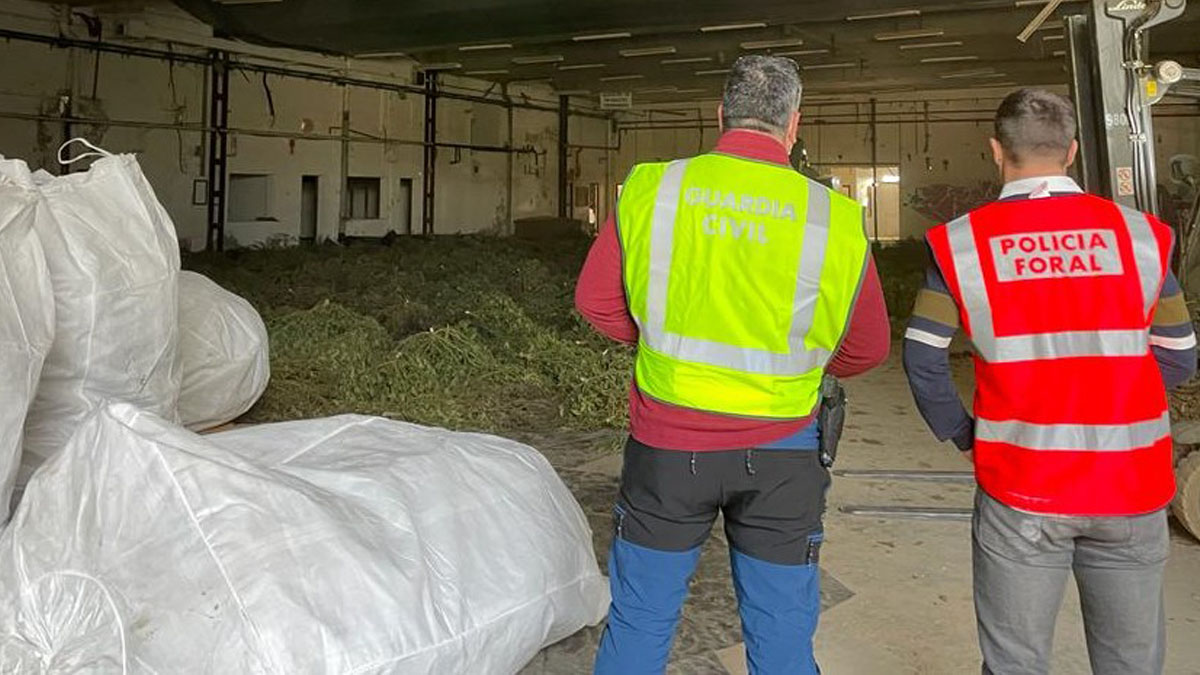 Desmantelado en Navarra el mayor cultivo de marihuana de Europa