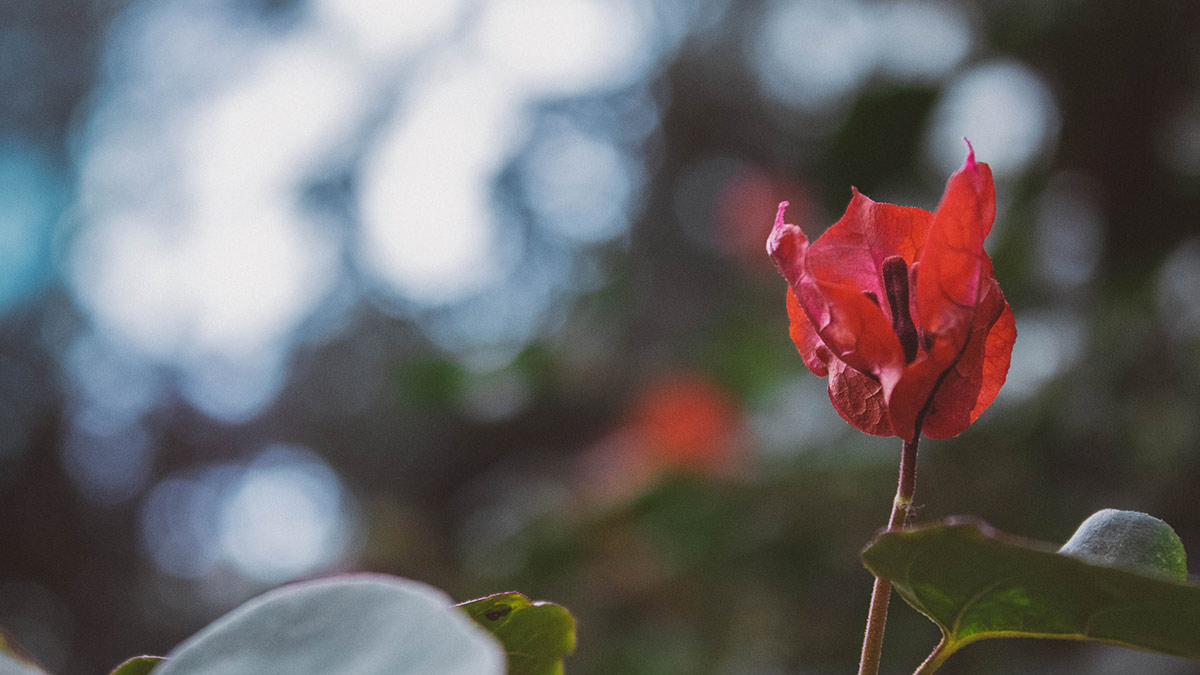 ¿Qué es la poesía? (1: una hipótesis)