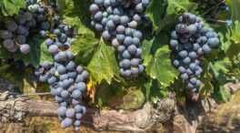 La uva de Rioja ante el cambio climático: ¿qué variedades se adaptan mejor?