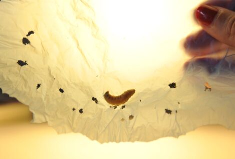 Investigadores del CSIC descubren cómo la saliva de un gusano puede degradar el plástico