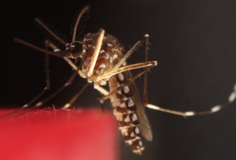 Viaje alucinante al interior del cerebro de los mosquitos picadores