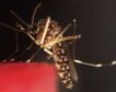 Viaje alucinante al interior del cerebro de los mosquitos picadores